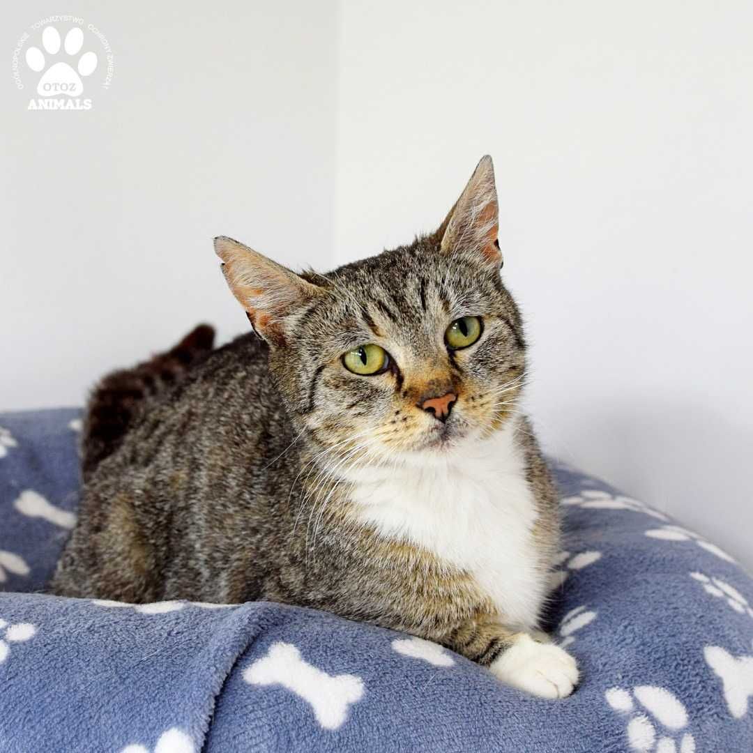 Śliczna kotka Kris poleca się do adopcji!