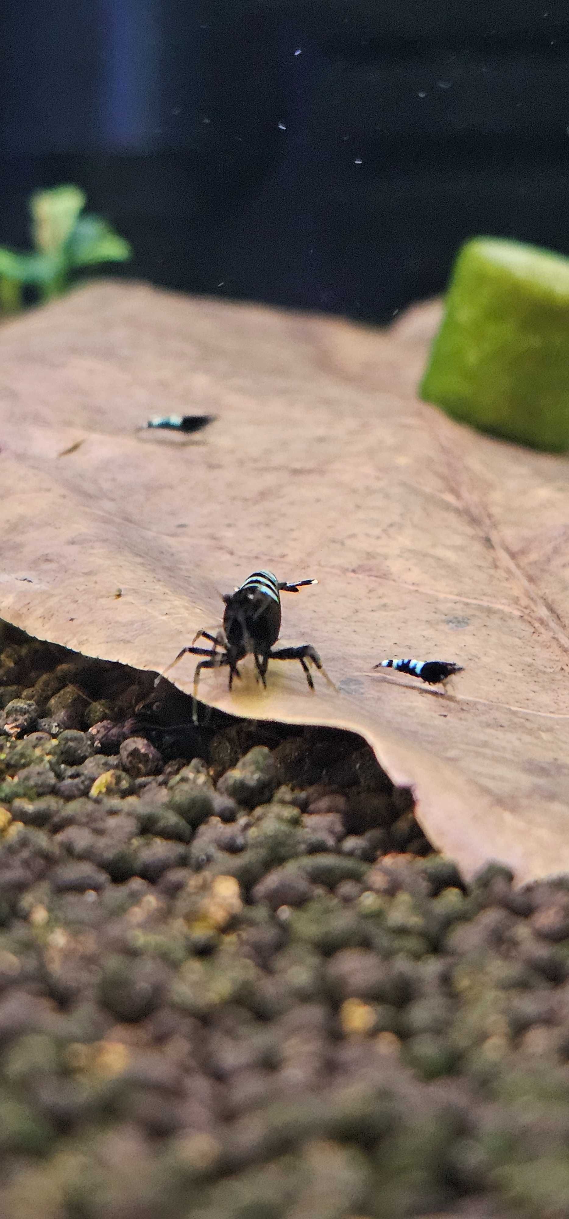 Krewetki Black Pinto 10szt. (Caridina)