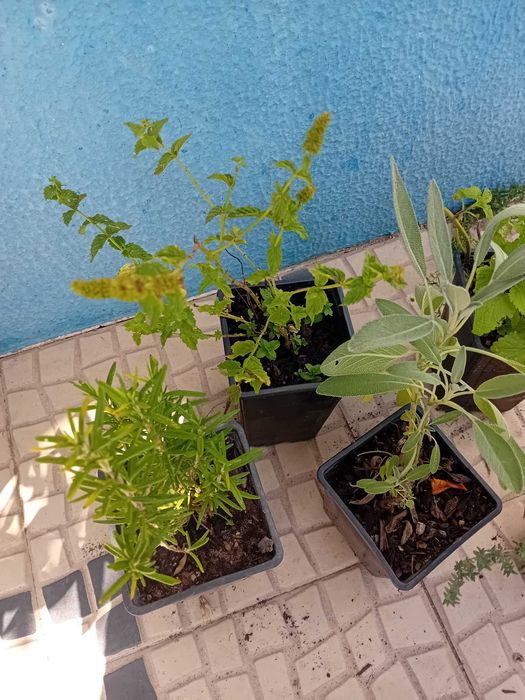 Mix de 5 ervas aromaticas perenes