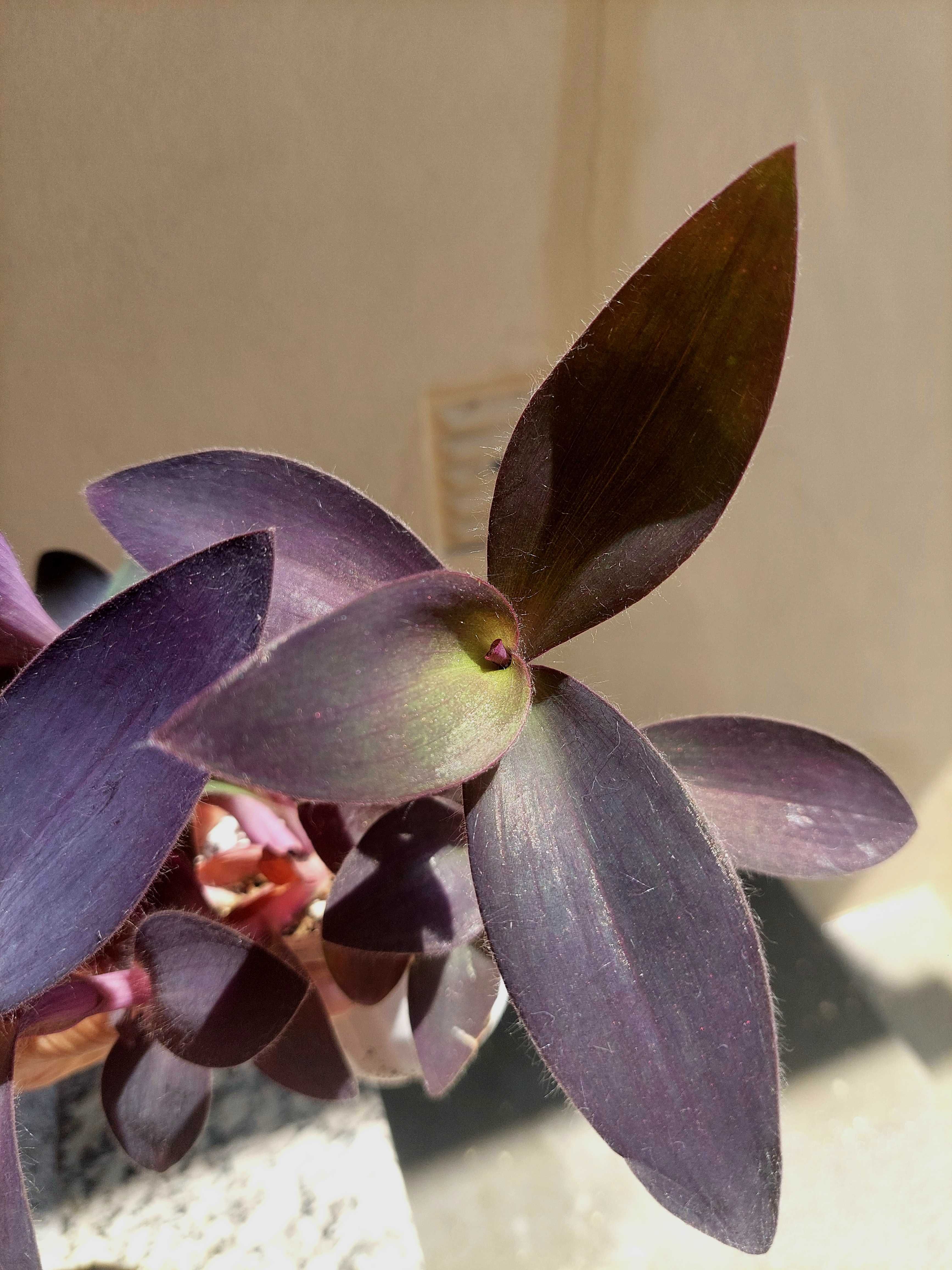 Tradescantia Purple heart