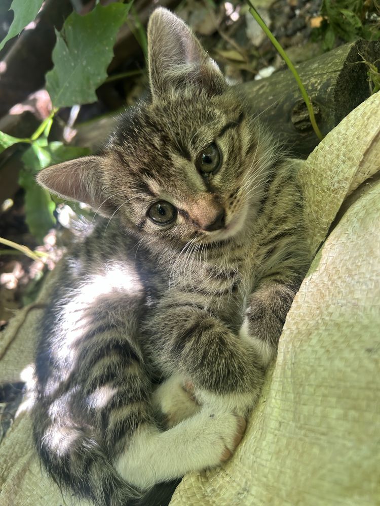Koty do adopcji za darmo
