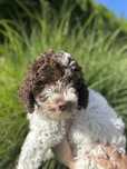 Piesek Lagotto Romagnolo ZKwP/FCI