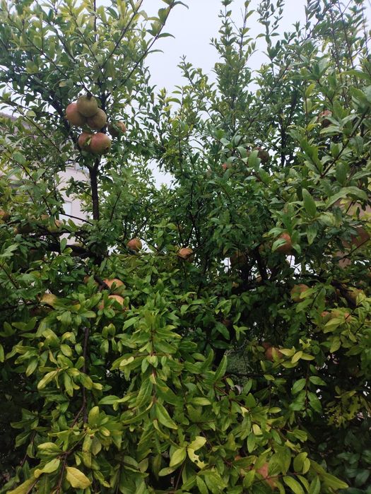 Romã totalmente biológica.