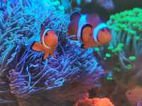 Amphiprion Ocellaris - błazenek, dobrana para