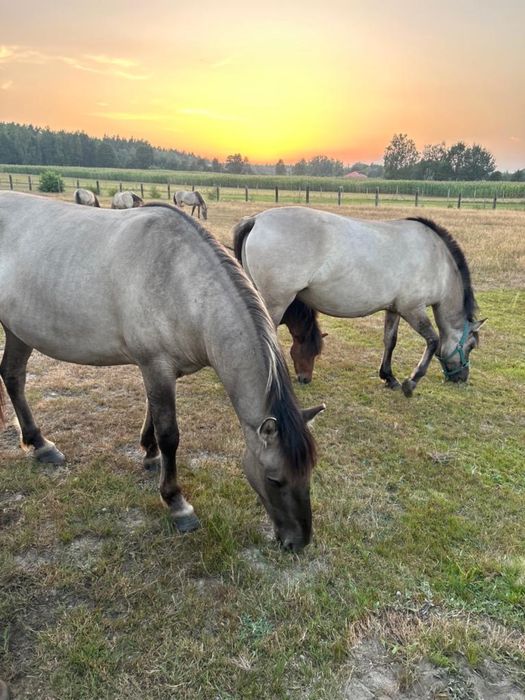 Konik polski klacze z próbą dzielności