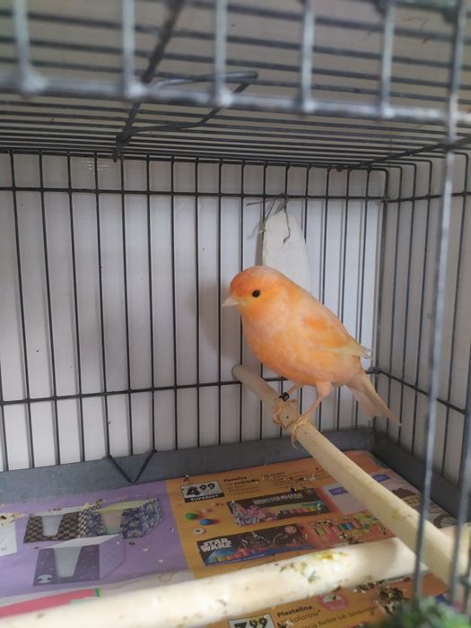 Samiec kanarka czerwony 2025r.