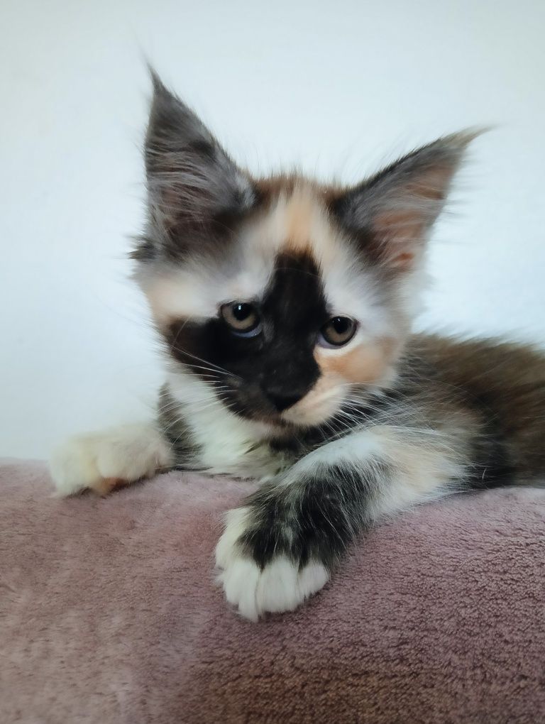Maine coon pięknie malowana koteczka szylkret rodowód FPL