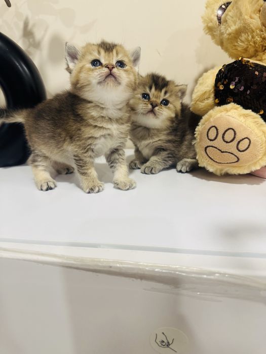 Золотые скоттиш фолд и страйт