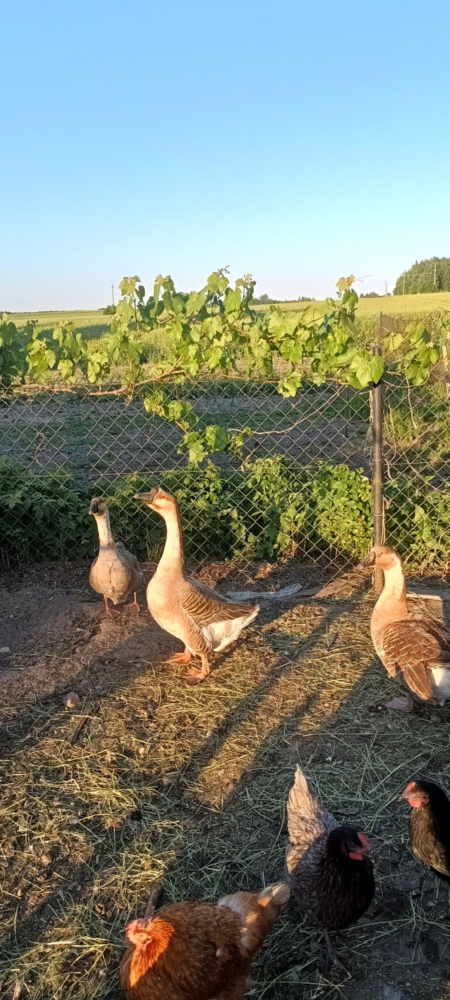 Gęsi Garbonosy, Kaczki Biegusy jaja lęgowe lub do jedzenia