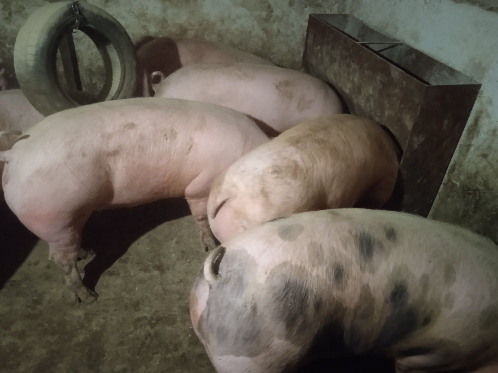 Продам свині живою вагою, або битою