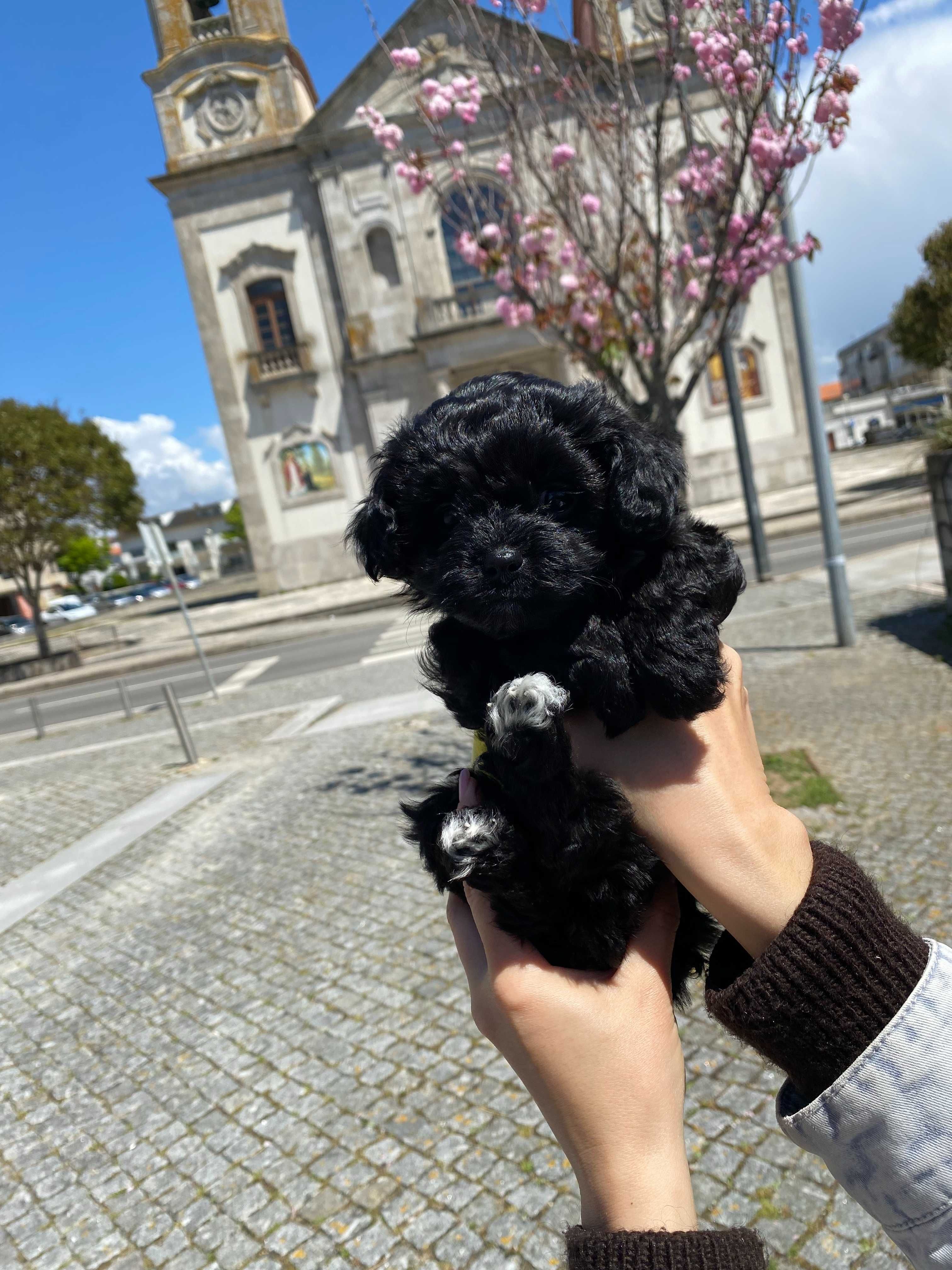 filhote de cachorro, mãe Poodle Toy, pai Yorkshire, 2 meses.