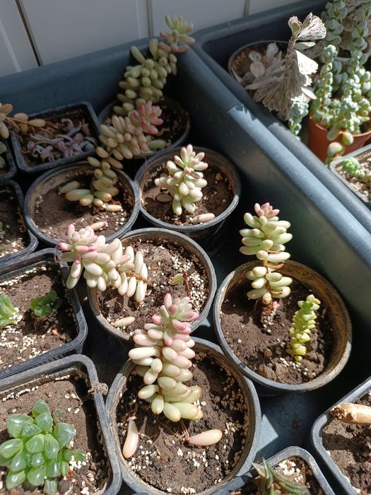 Седум Аврора, очиток