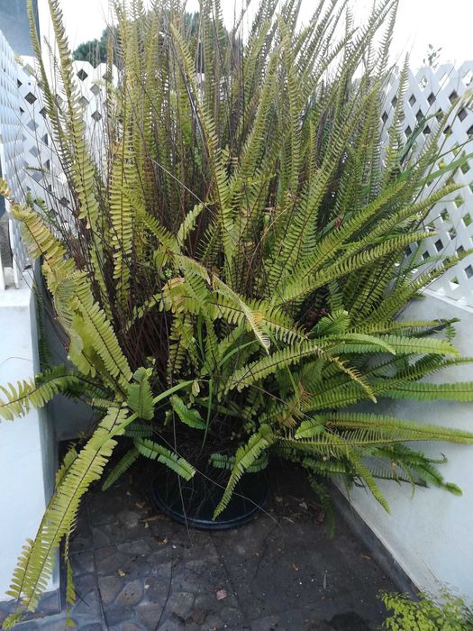 Planta grande natural, com vaso incuido