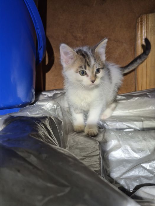 Кошенята (безкоштовно)