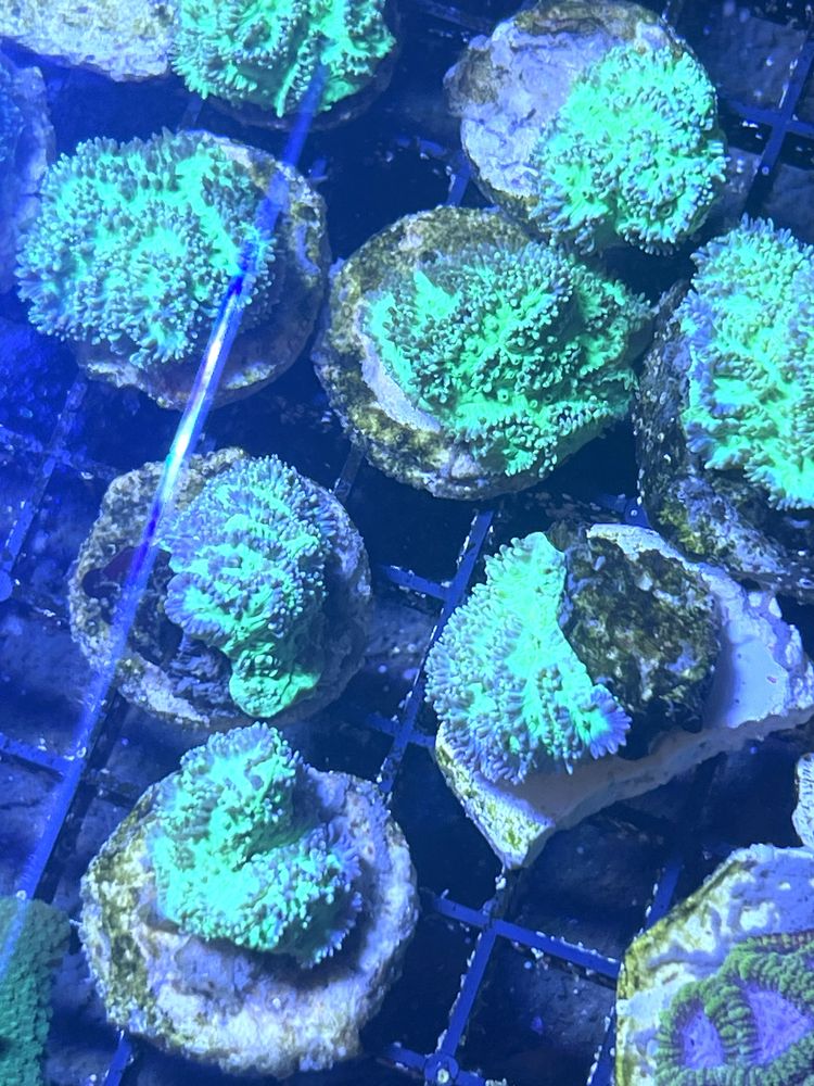 51 Hydnophora Fluo Zielona Szczepka Sps Piekny koralowiec morski