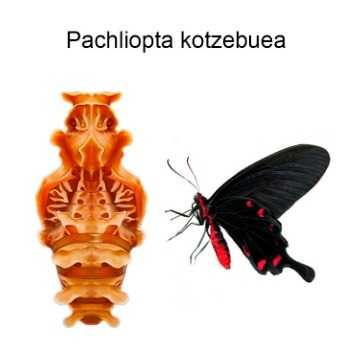 Живые бабочки и куколки бабочек