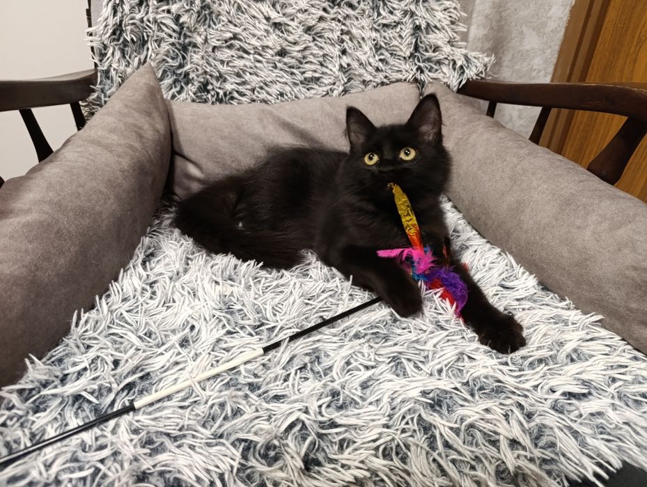 Czarny kot - kot syberyjski - czarny kocurek- rodowód