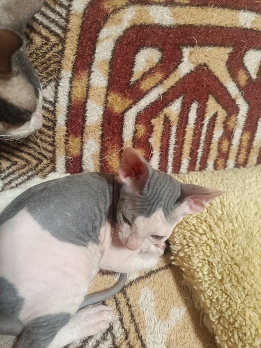 Котята Донського сфінкса.