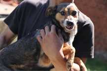 Nuka suni do adopcji