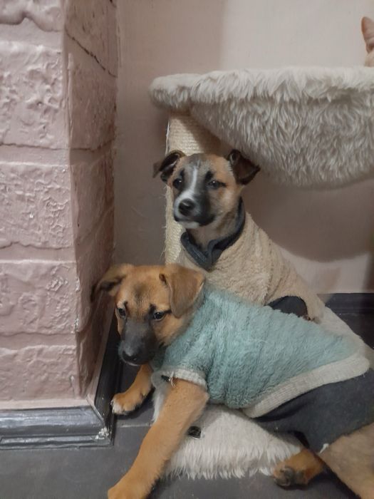 Цуценята (дві дівчинки) шукають дім. Безкоштовно.