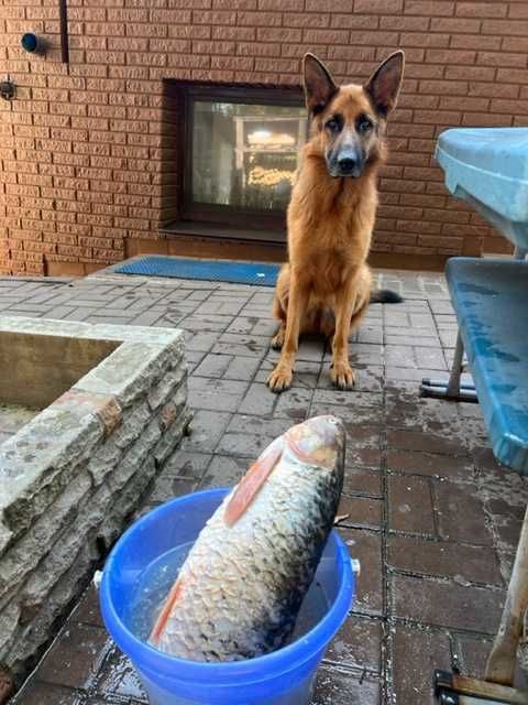 Сдаю дом (таунхаус) в аренду на уикенды