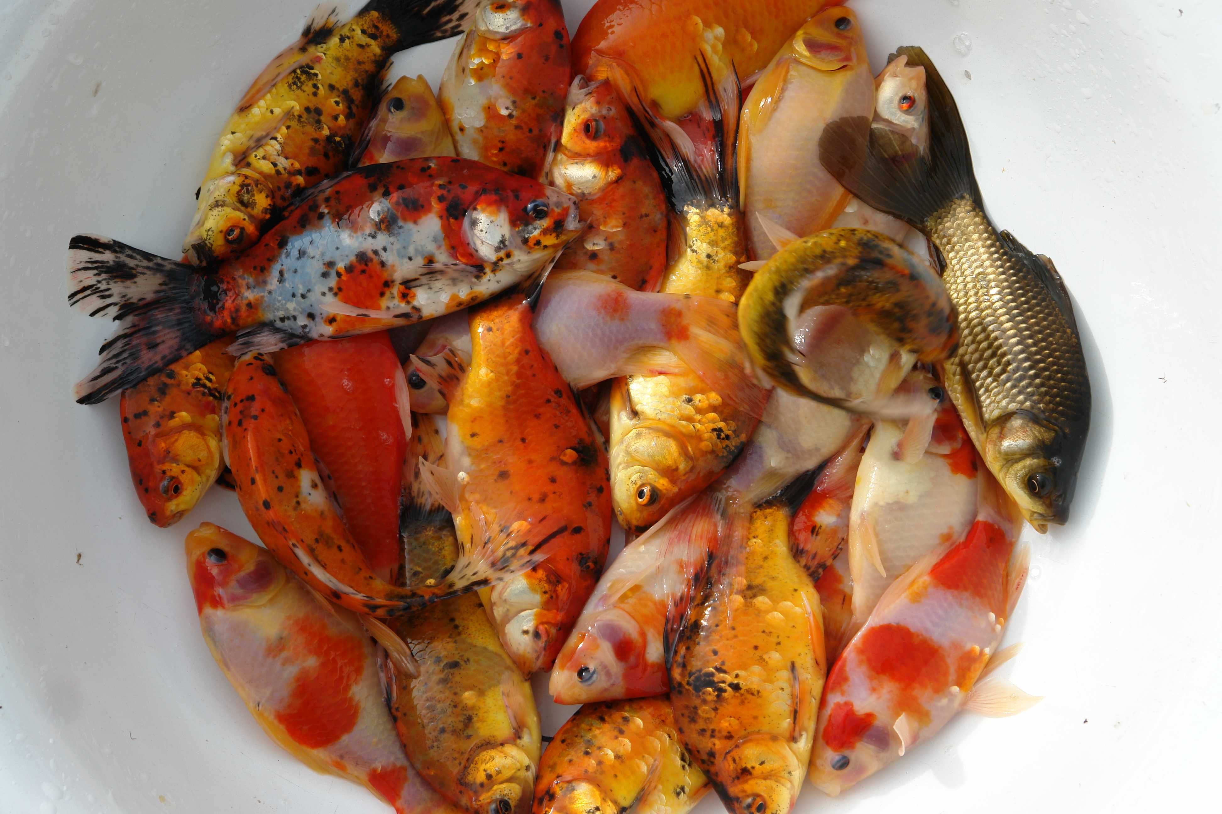 karp koi narybek rózne kolory 13-15cm