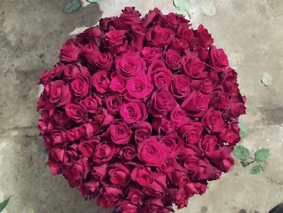 Розы 51,101, от производителя