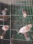Rolas turtur zebras