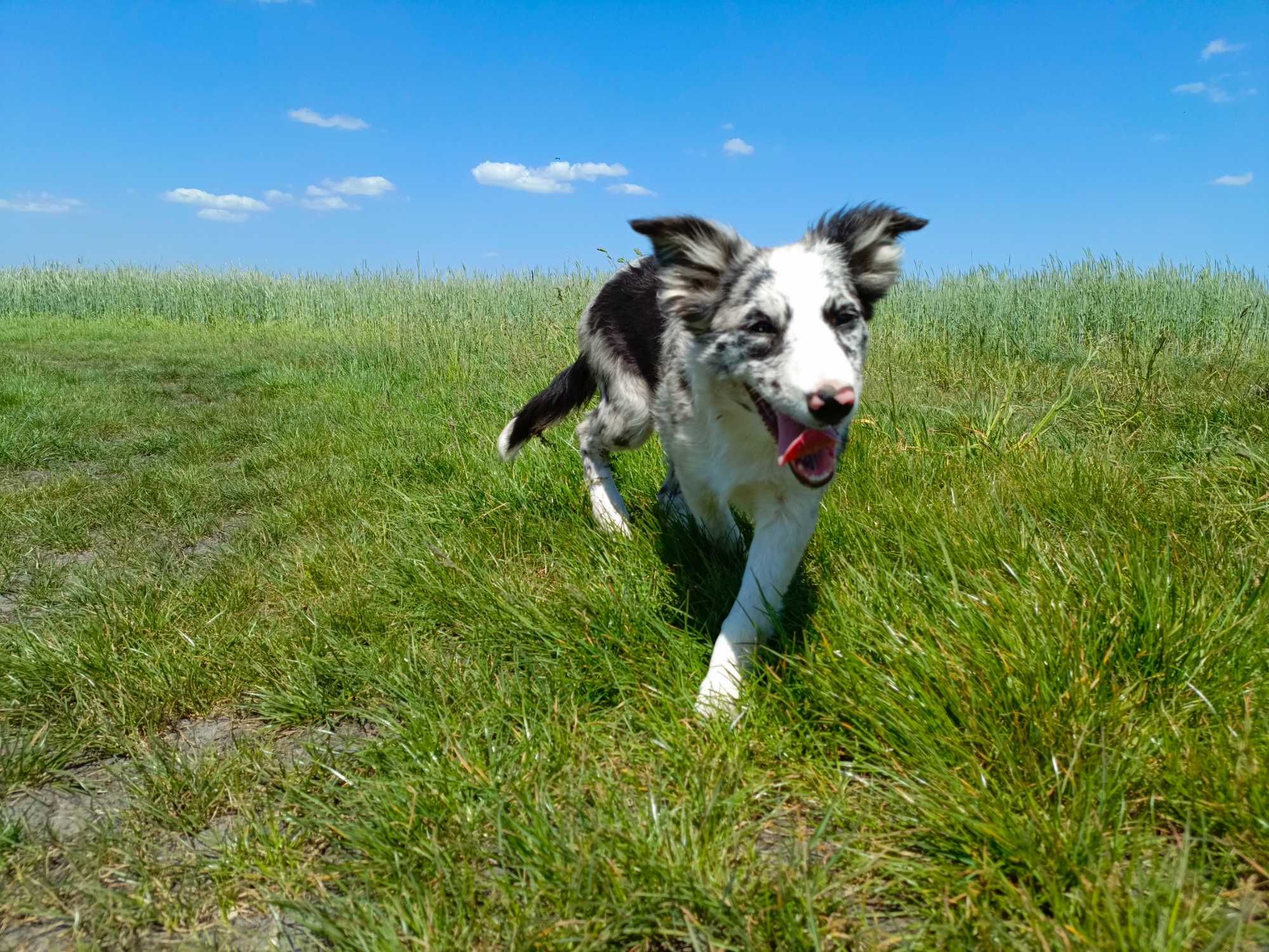 Border collie blue merle suczka