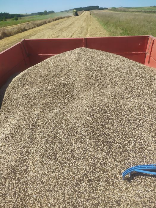 Wyka, Żyto, Owies - mieszanka idealna na poplon lub pasze dla zwierząt