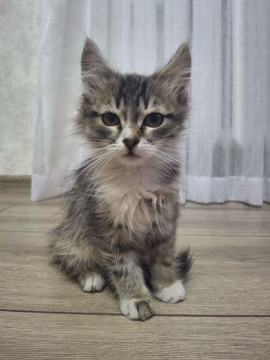 Кошенята в добрі руки