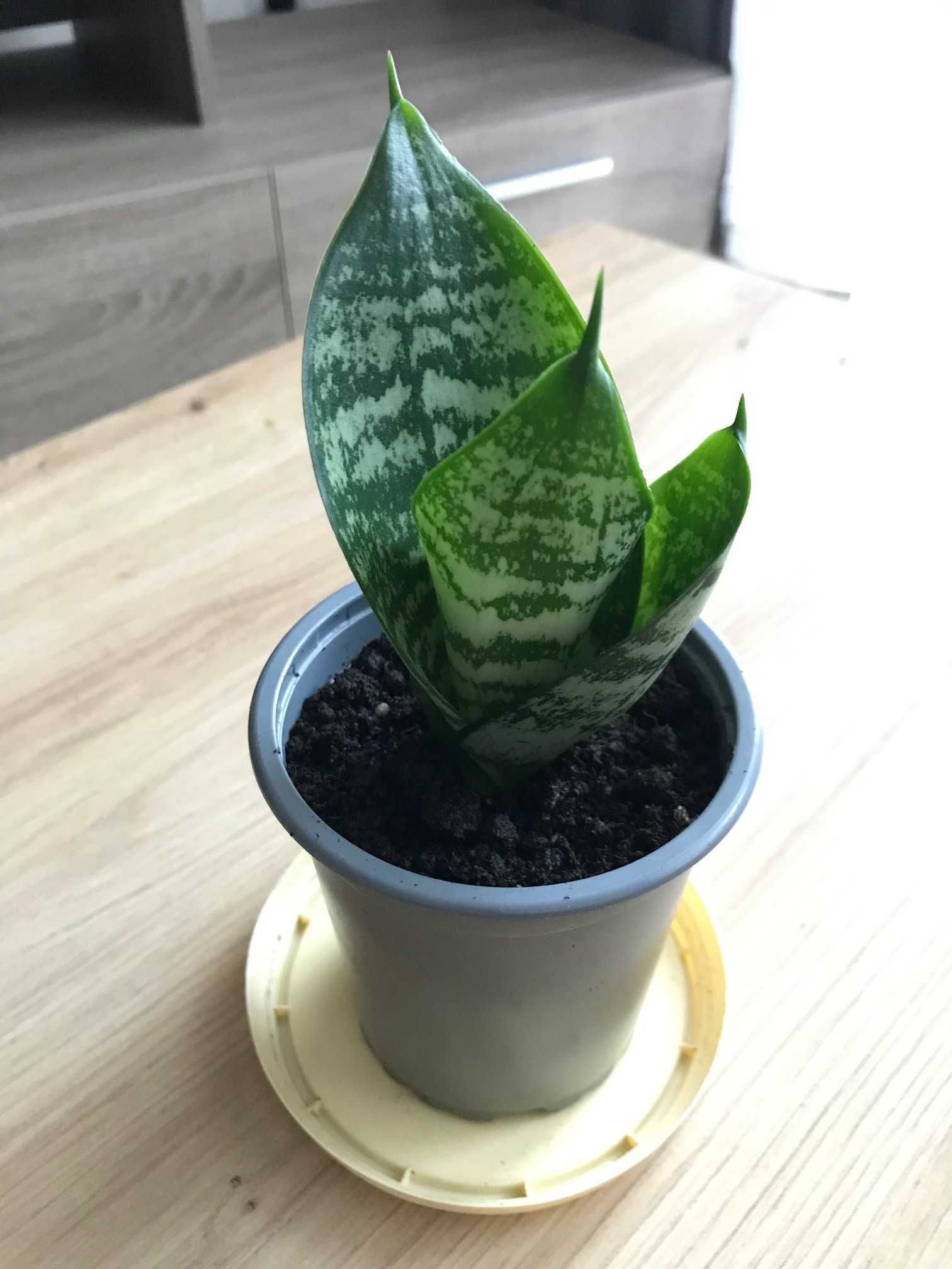 Sansevieria Green Hahni