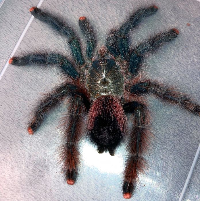 x10 Avicularia braunshauseni l2/„l3