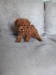 Pudel toy piesek red
