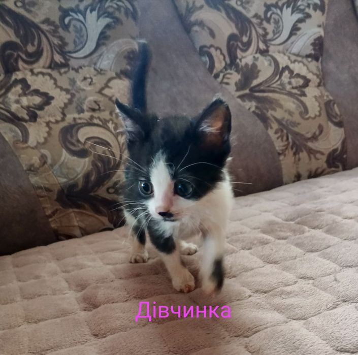 Віддаємо кошенята у добрі руки дзвоніть