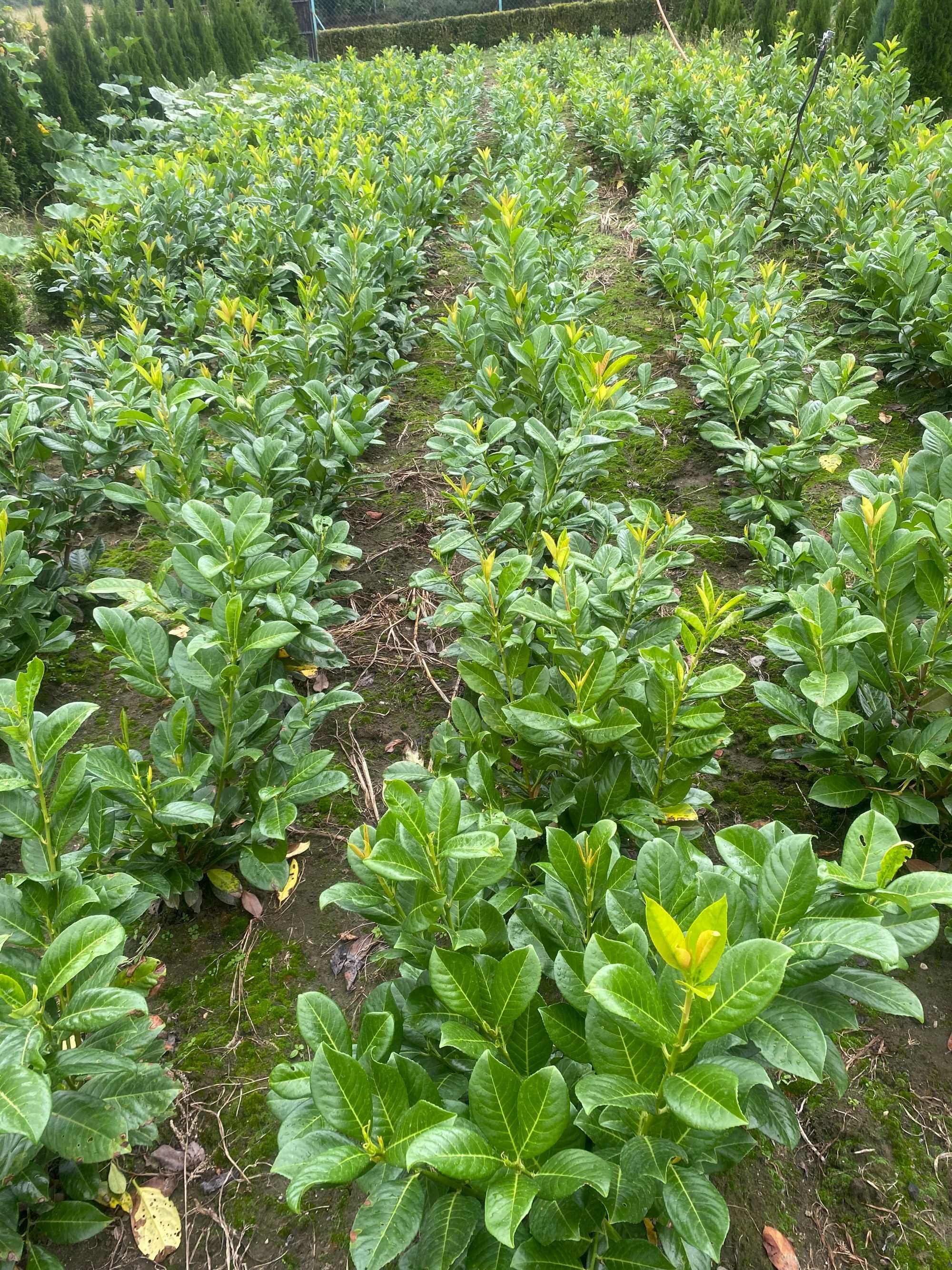 Laurowiśnia wschodnia! 80-100 cm! Novita! Caucasica! Rotundifolia!