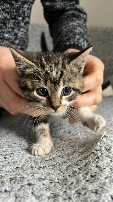 Kotki do PILNEJ adopcji