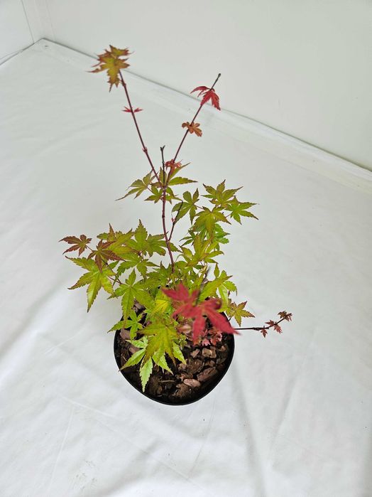 Klon palmowy bonsai ‘Phoenix’ 40 cm donica 2L