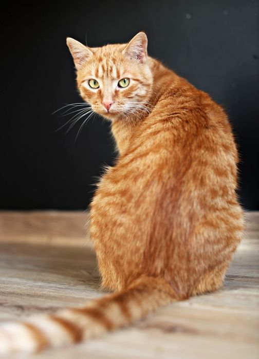 Mięciutki i Monica szukają wspólnego domu.