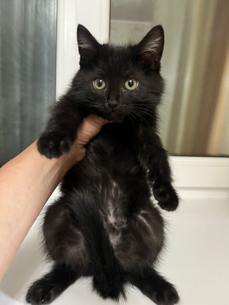 Кошеня пацан 3 міс