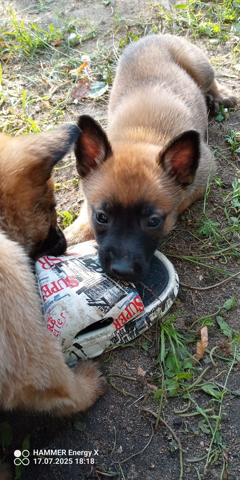 Owczarek belgijski Malinois FCI