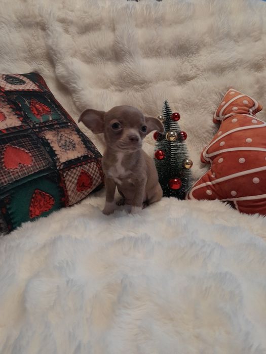 Chłopiec w kolorze liliowym, chihuahua