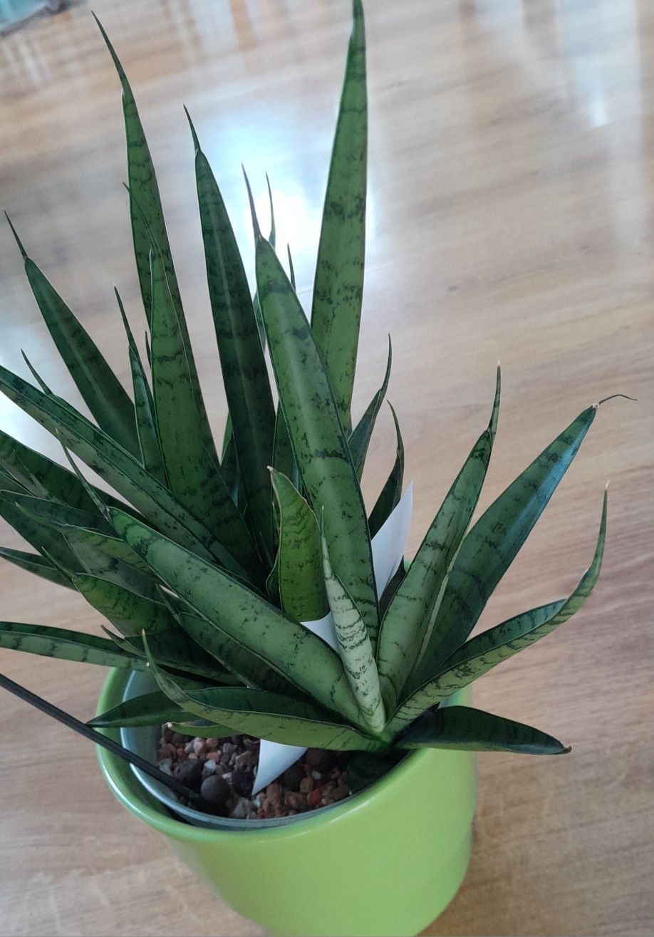 Sansevieria Green Parrot