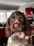 Szczenie Polski Spaniel Myśliwski z miotu P