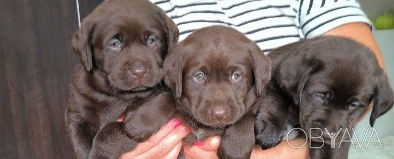 Labrador retriever Breeders щенки Лабрадора с документами доставка
