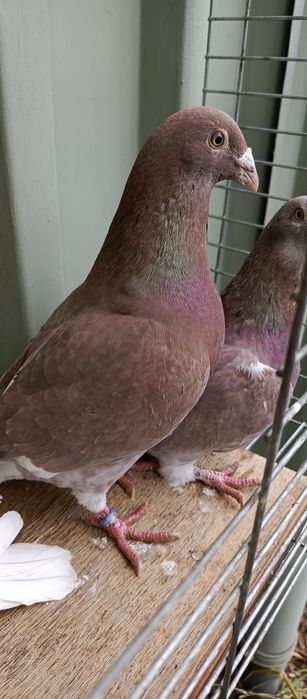 Sprzedam gołębie standardy
