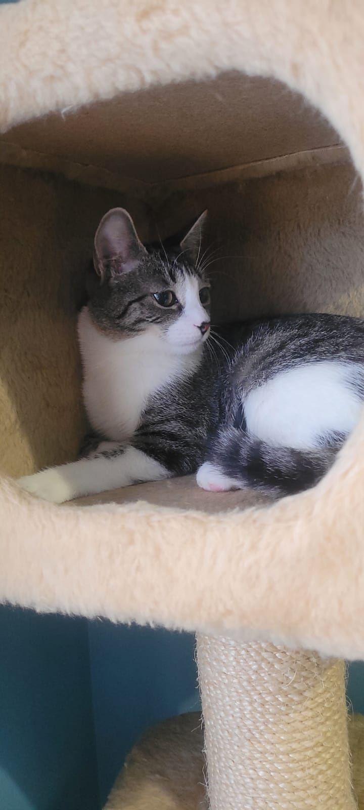 Miła Mila chętnie zamieszka w twoim domu -kot do adopcji