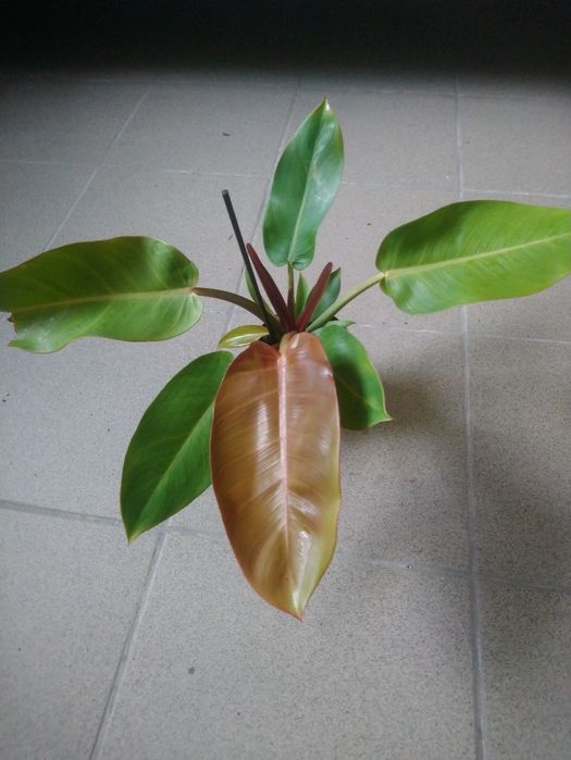Philodendron Prince of Orange 2