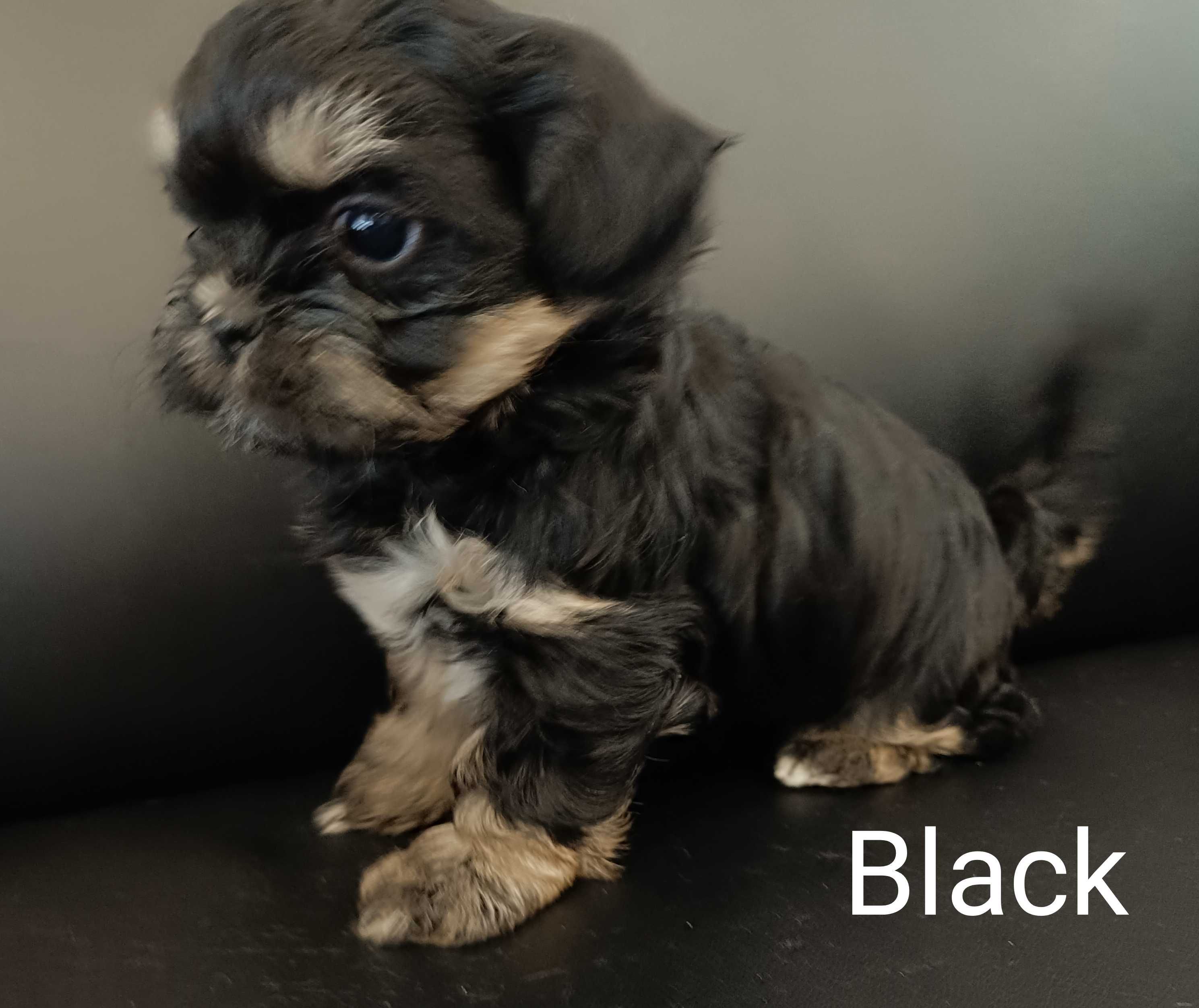 Piesek rasy SHIH TZU z rodowodem