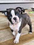 Boston Terrier - śliczne 2 pieski ZKwP/FCI
